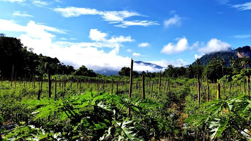 Plants growing on field against sky