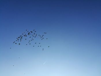 Low angle view of birds flying against clear blue sky