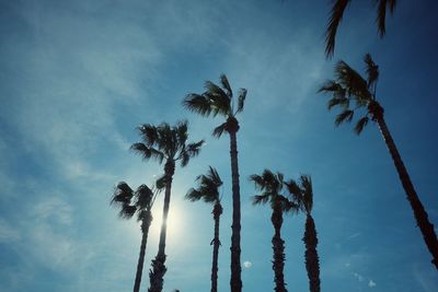 Low angle view of palm trees against blue sky