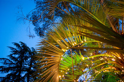 Low angle view of palm trees against sky
