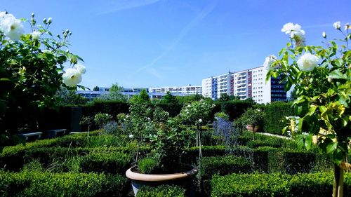 Plants and trees against sky