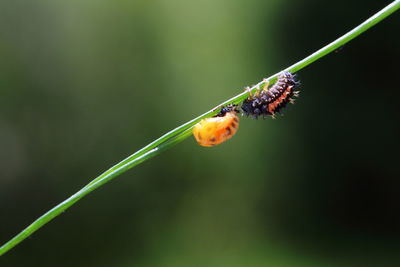 Close-up of insect on flower