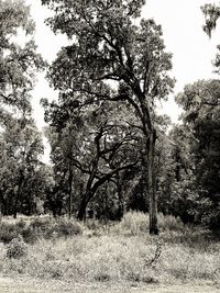 Trees on field against sky