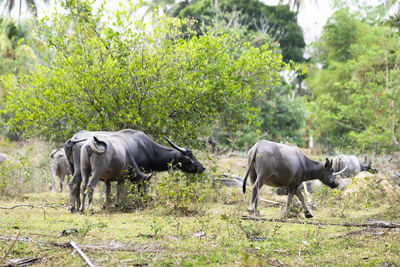 Horses in a field