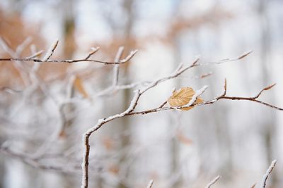 Autumn leaves of beech treeon a tree branch in winter, on blurry background of trees