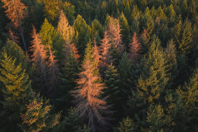 High angle view of pine trees in forest