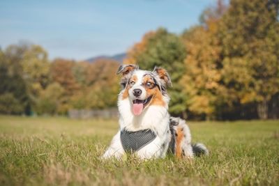 Dog running on grassy field