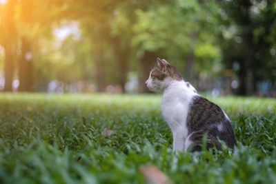 Cat looking away on field