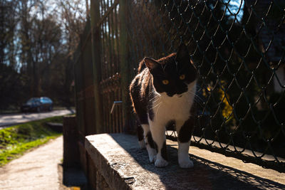 Black and white cat on street