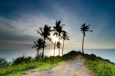 Palm trees on beach against sky