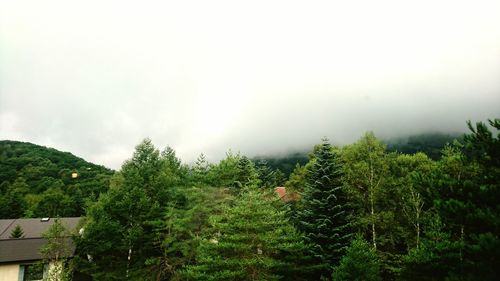 Trees in foggy weather