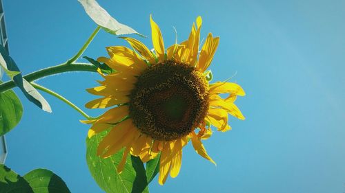 Close-up of sunflower