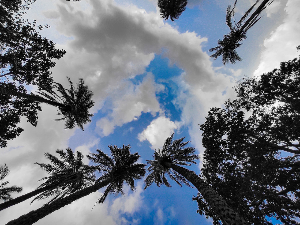 LOW ANGLE VIEW OF TREES AGAINST SKY