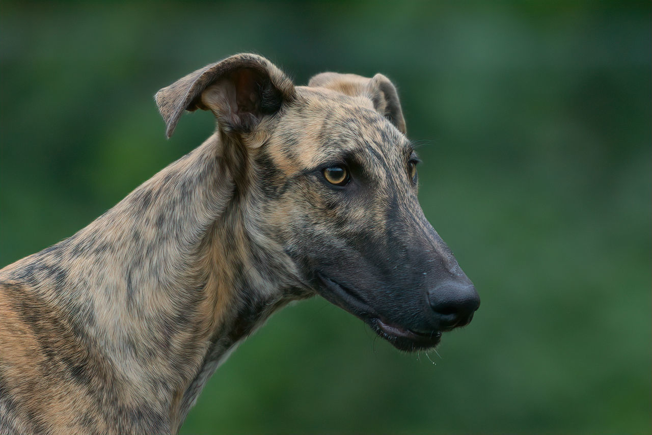 CLOSE-UP OF A DOG LOOKING AWAY OUTDOORS