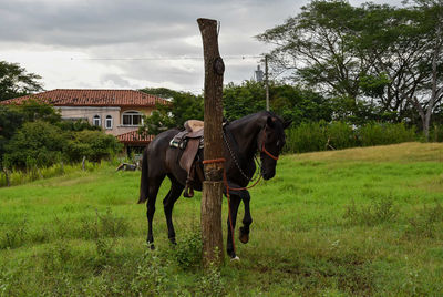 Horse on field against sky