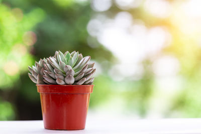 Close-up of succulent plant on table