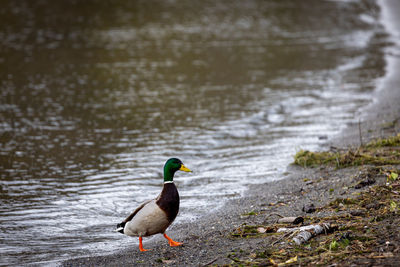 Duck swimming in lake