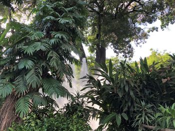 Low angle view of palm trees