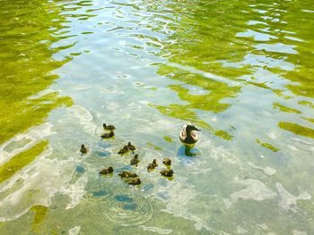 High angle view of ducks swimming in lake