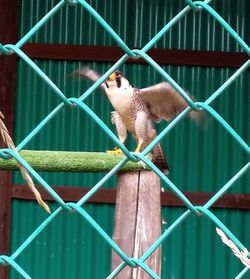 Monkey in cage