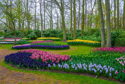 Purple flowers in garden