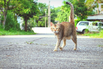Cat sitting on road