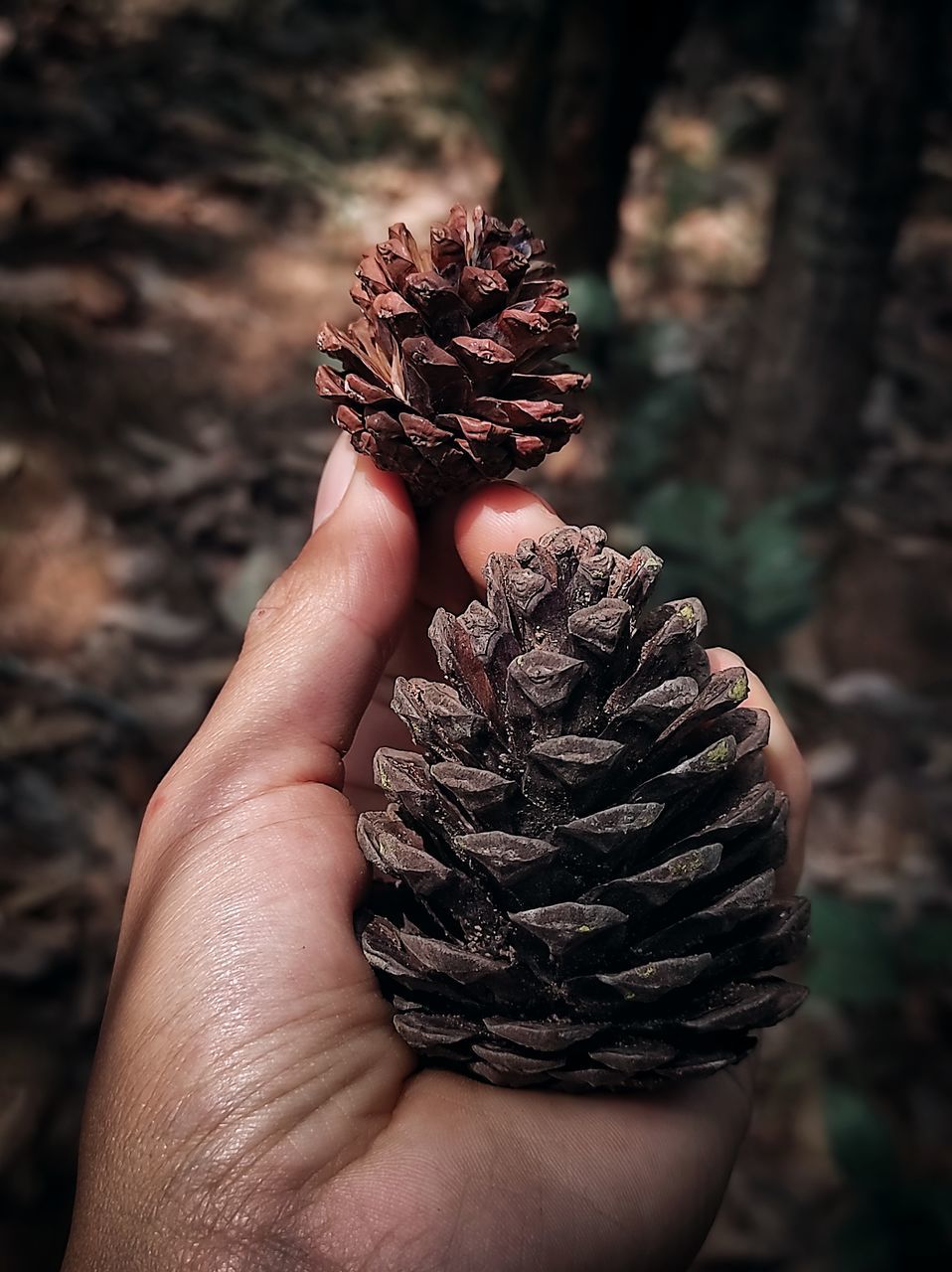 CROPPED HAND HOLDING PINE CONE