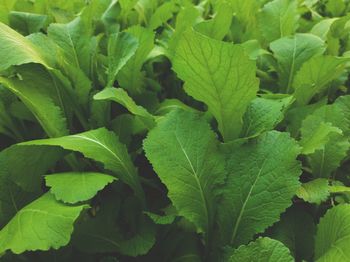 Full frame shot of green leaves