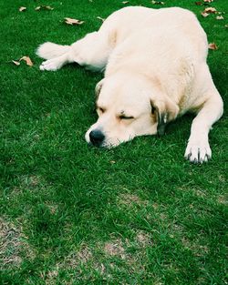 Dog relaxing on grassy field