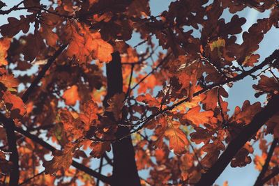 Low angle view of leaves on tree