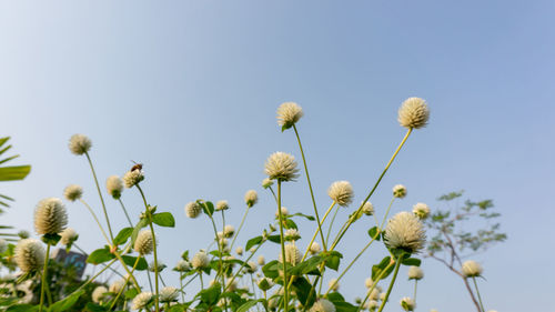 Branches of white petals of pearly everlasting flower blossom , bachelor's button, globe amaranth