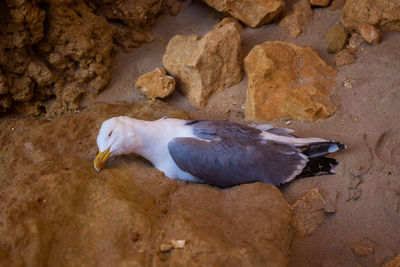 High angle view of seagull on rock