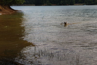 Swan swimming on lake