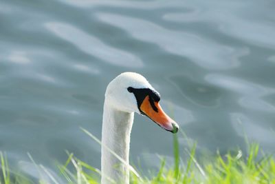 Bird in water