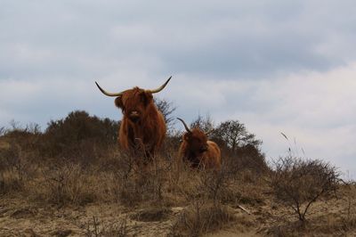 Highland cows standing in dunes in kennemerduinen, overveen, netherlands