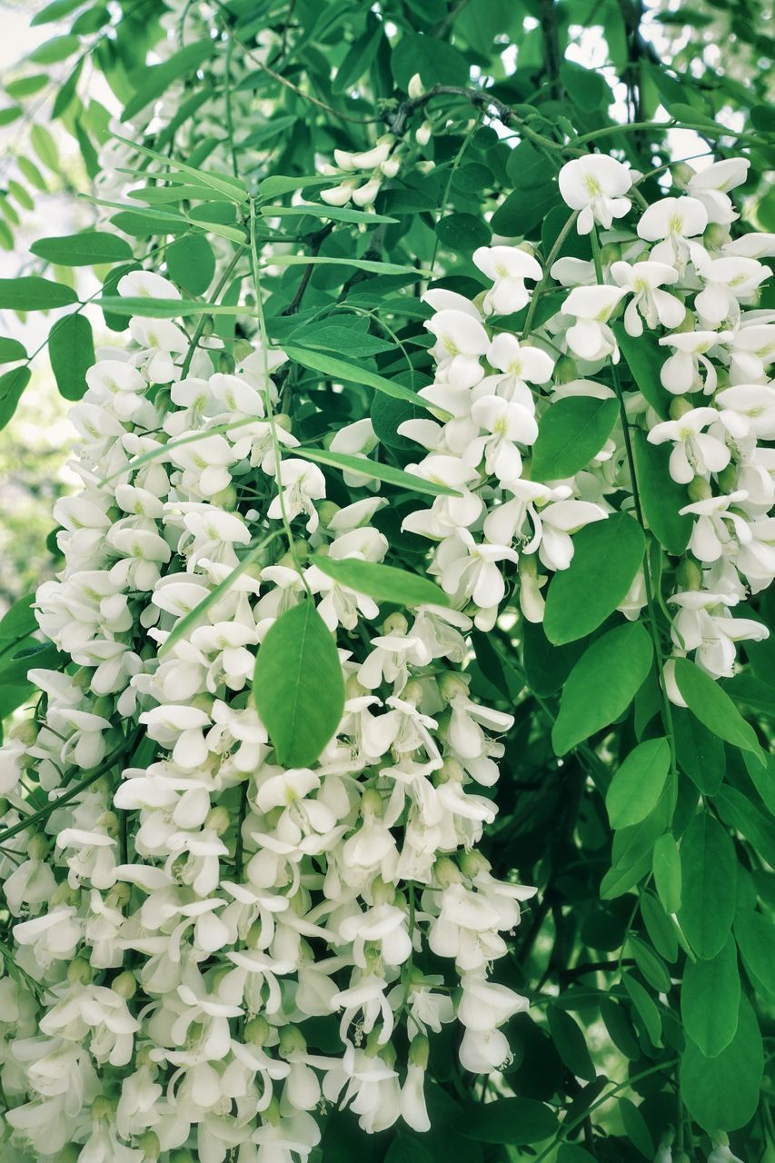 CLOSE-UP OF FLOWERING PLANTS