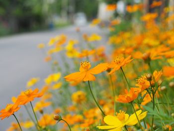 Close-up of yellow flowering plants on field