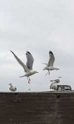Low angle view of seagulls flying against sky