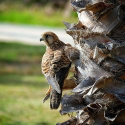 Close-up of falcon perching on tree trunk