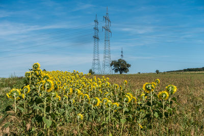 Yellow flowers growing on field against sky