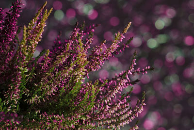 Close-up of pink flowering plant