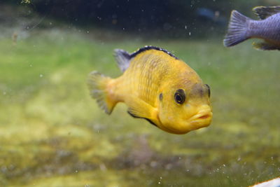Close-up of fish swimming in sea