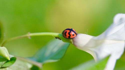 Close-up of ladybug on flower