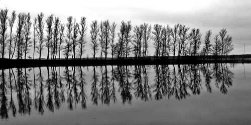 Reflection of trees in calm lake