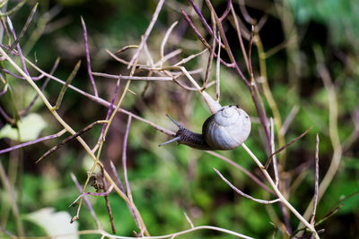 Close-up of snail on plants