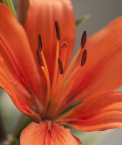 Close-up of red flower