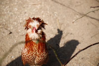 High angle view of rooster