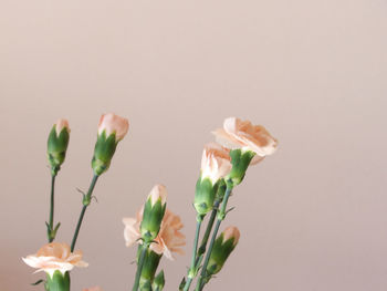 Close-up of flowering plant against white background