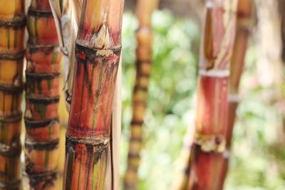 Close-up of sugar cane on field