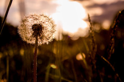 Close-up of dandelion against blurred background